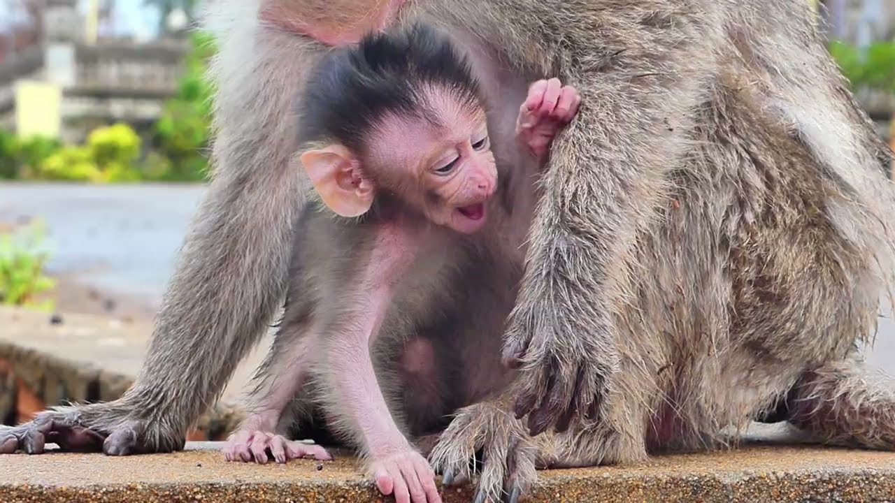 A poor mother monkey feeds her baby with milk.