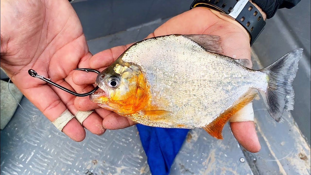 Chasing MONSTER AMAZON FISH with LIVE PIRANHAS!
