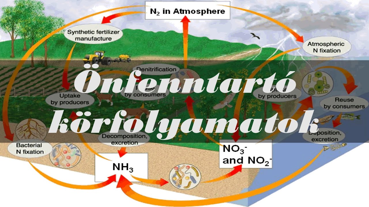 &Ouml;nfenntart&oacute; k&ouml;rfolyamatok