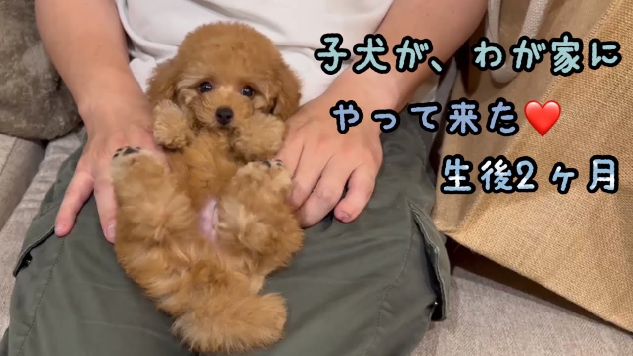 【朗報】我が家に子犬がやってきた♡