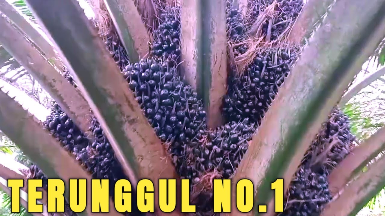 WOW 😱 KEUNGGULAN BUAHNYA BIKIN GELENG-GELENG VARIETAS VERDANT SELECT