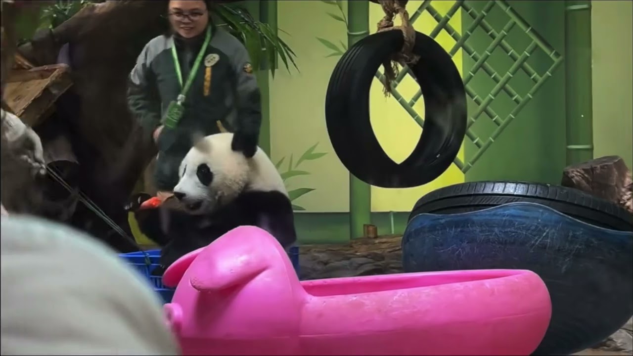 1月31日 奶爸奶媽抬著妹珠出來外場曬太陽，坐著專屬座駕出門#panda #cutepanda  #熊貓妹珠