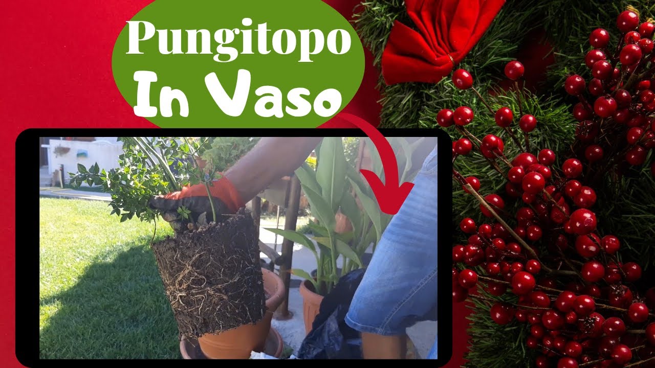 Pungitopo - Come Coltivarlo In Vaso
