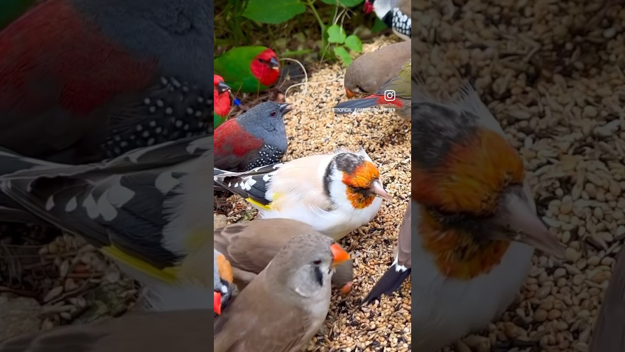 CARDUELIS Birds | Major Goldfinch Mutation #bird #birds #carduelis #goldfinches #birdsounds #finch
