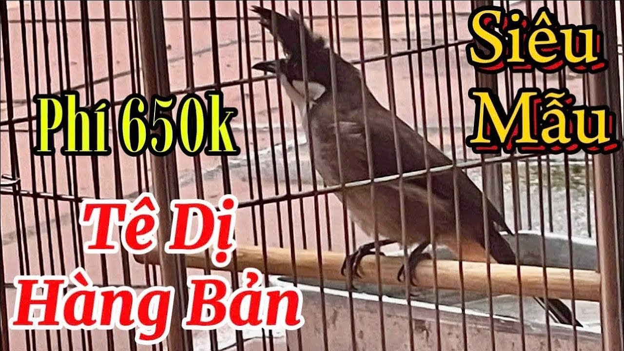 21/2 siêu phẩm mộc rừng / máy ché lì đòn / phách chơi nhảy cóc