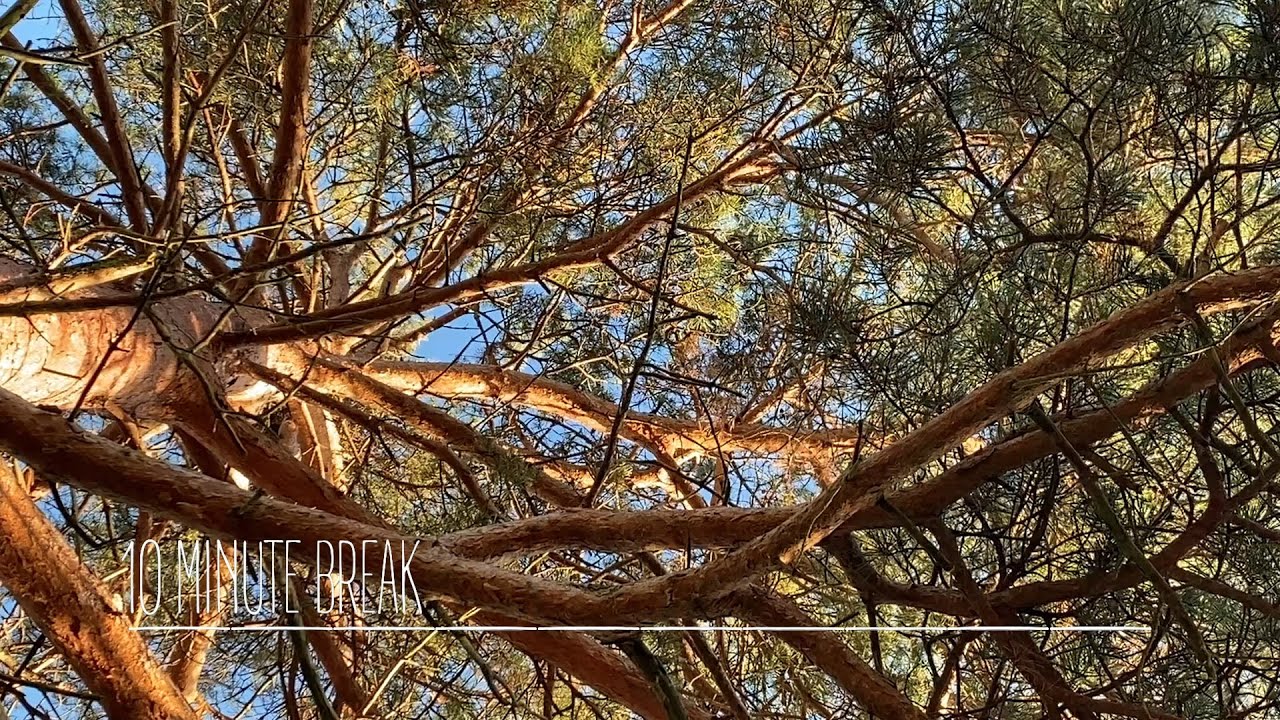 Pigeons in a pine tree.