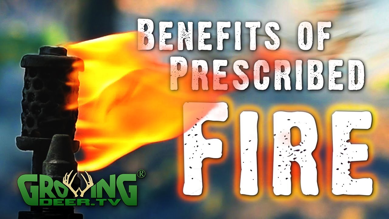 The Many Benefits of Prescribed Fire For Wildlife (607)