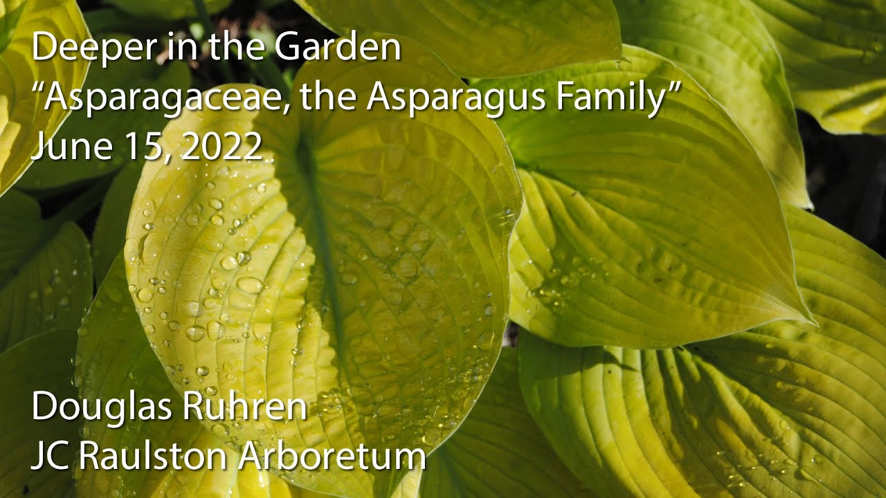 &laquo;Asparagaceae, семейство спаржевых&raquo;