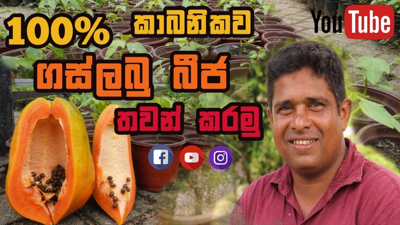 ගස්ලබු බීජ පැලකිරිම 100%ක් කාබනිකව Papaya seedling is 100% organic gaslabu bija pelakirima kabanikaw