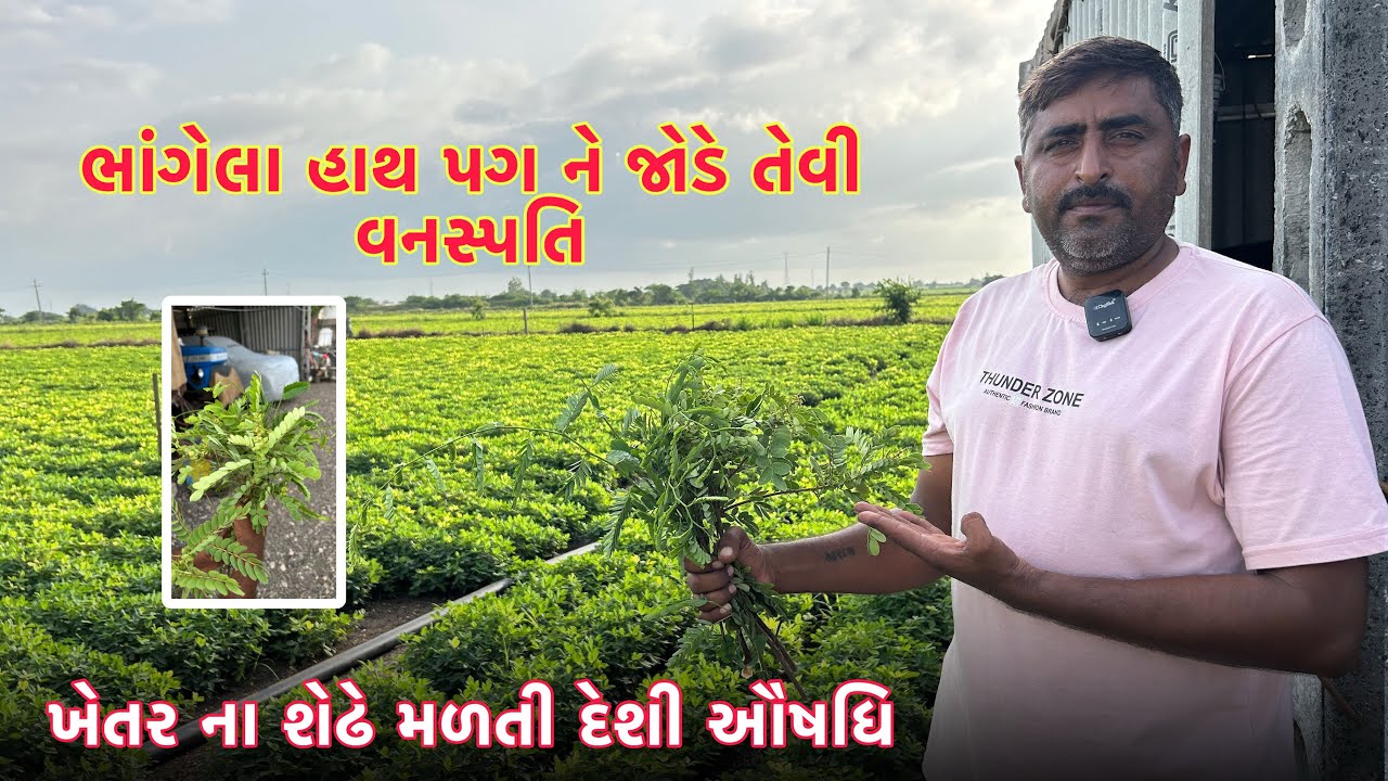 ભાંગેલા હાથ પગ ને જોડે તેવી વનસ્પતિ ખેતર ના શેઢે મળતી દેશી ઔષધિ #ખેડૂત #આયુર્વેદિક