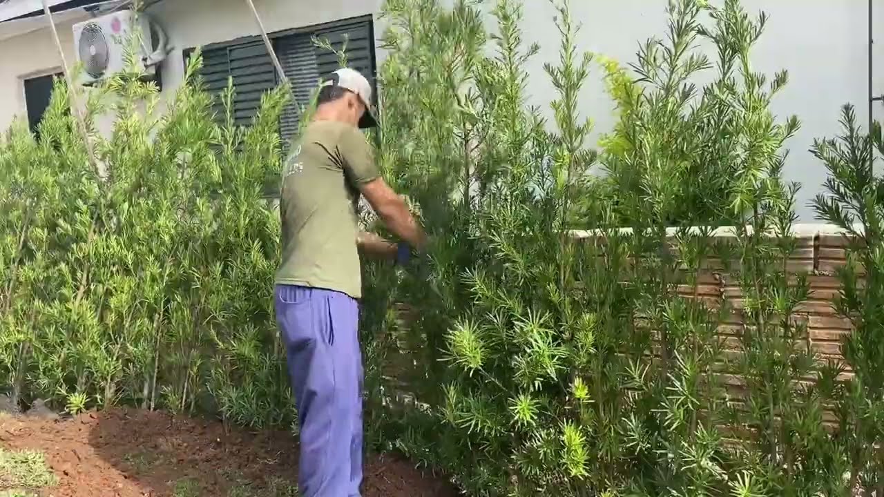 CERCA VIVA Podocarpo ideal para seu jardim
