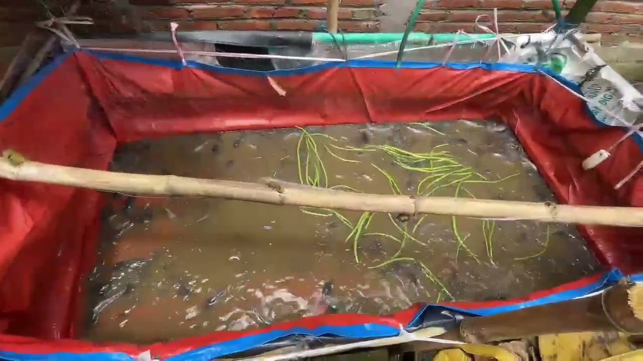PETERNAK SUKSES BUDIDAYA LELE