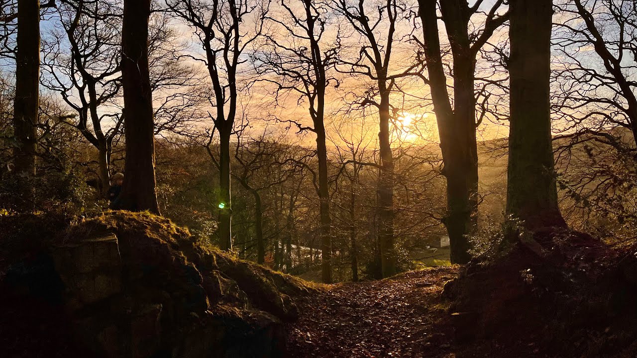 Day 1 - 3D Stereoscopic film - Walking through beech trees on a winters day