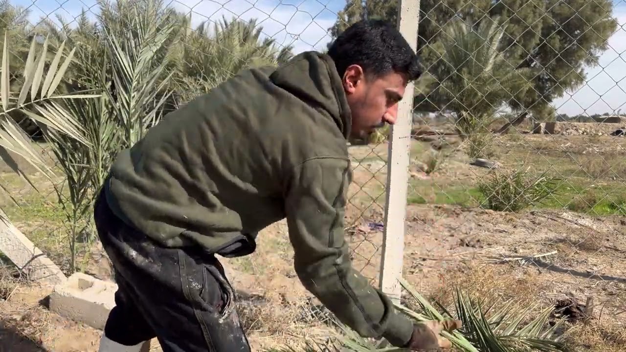 عمل سياج من السعف 