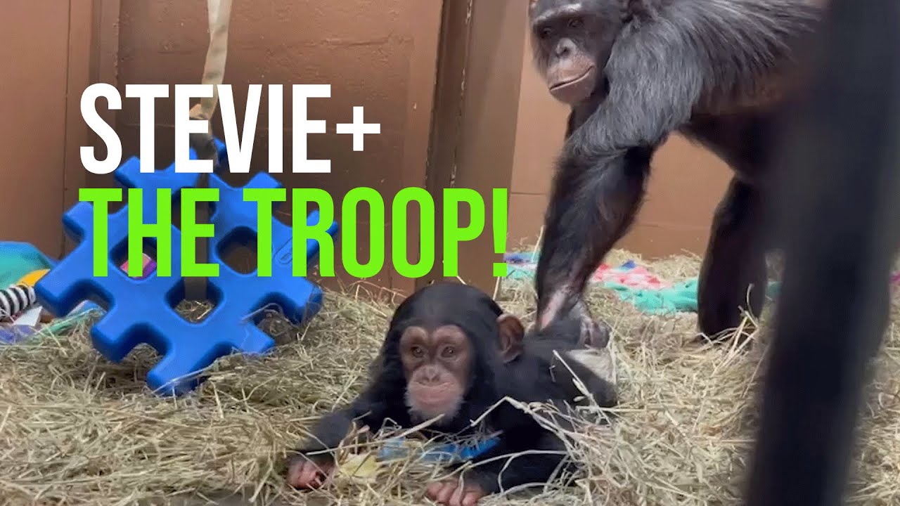 Six-month-old Chimp Stevie Meets Her Troop At Last!