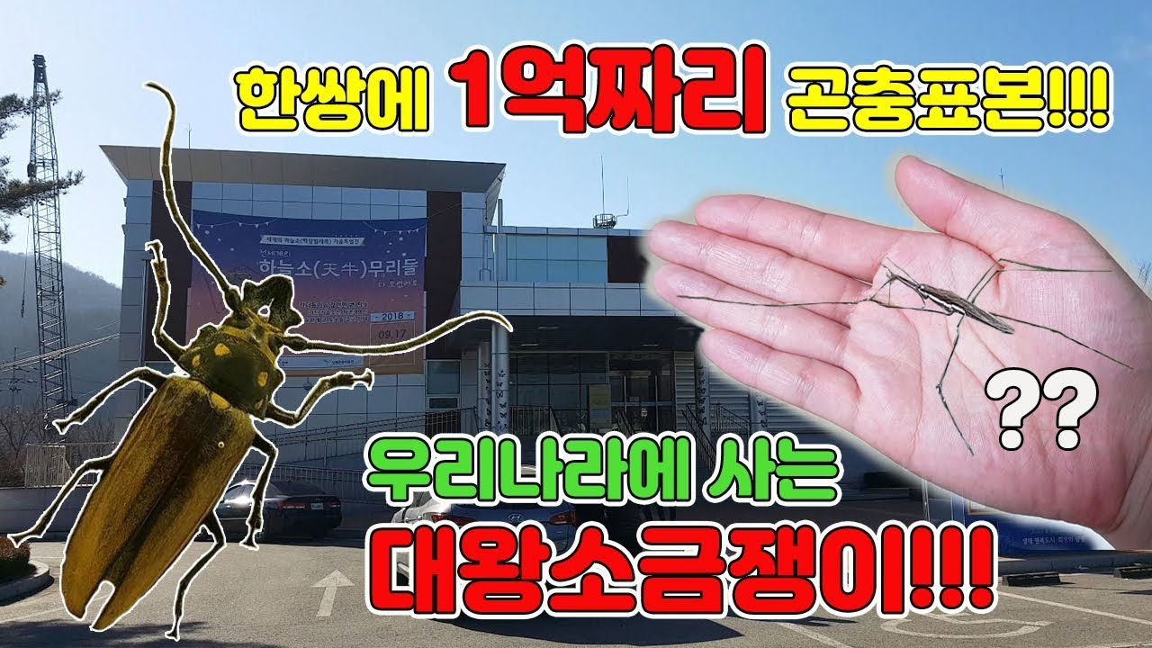 [TV생물도감]한쌍에 무려1억짜리 곤충표본과 초대형소금쟁이가있는 양평곤충박물관