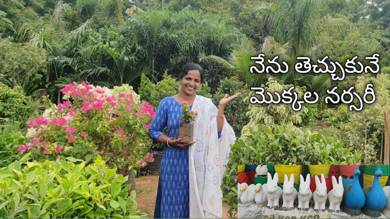 నేను తెచ్చుకునే మొక్కల నర్సరీ🌲🌳,తోటకు వచ్చిన నెమలీలు 🦚🦚Plant Nursery Shopping,Tour🌼🌷 Saileela Vlogs