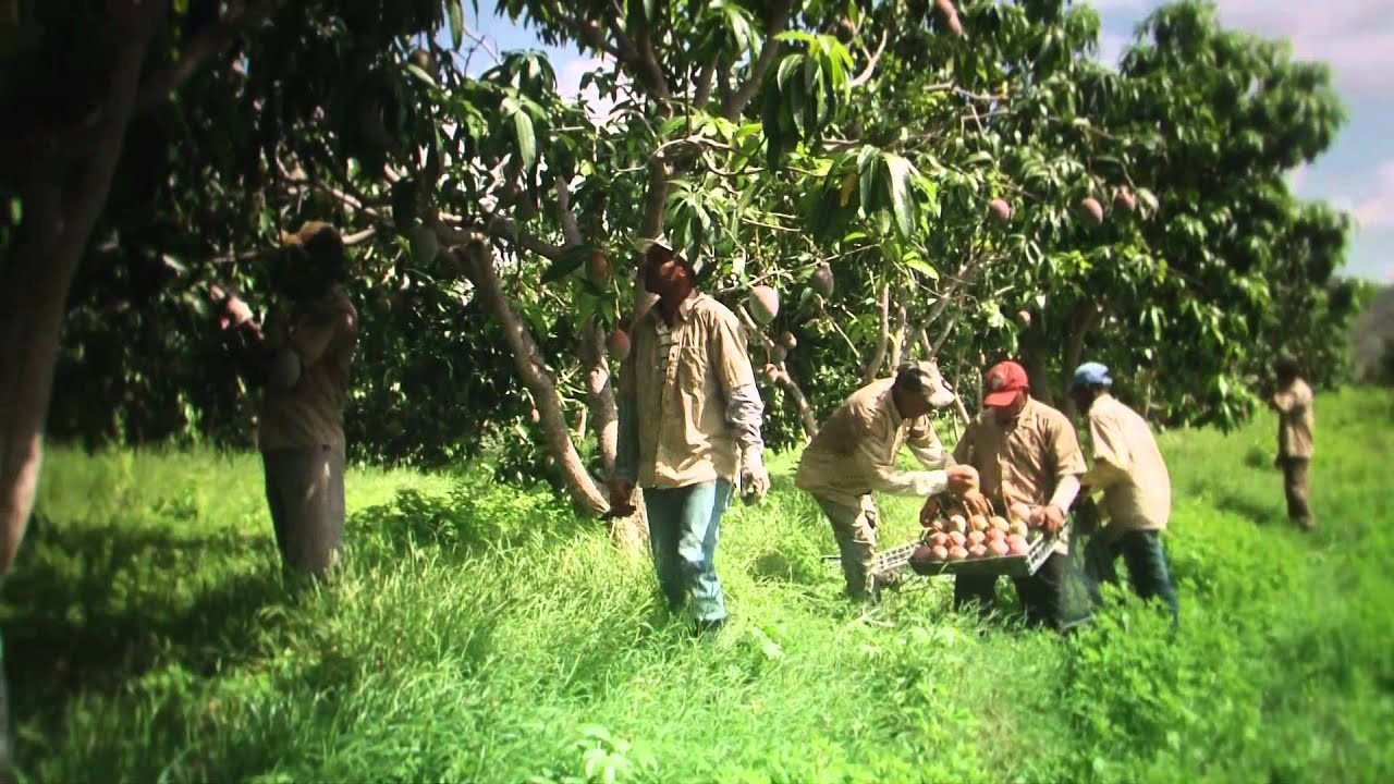 Mango! The fruits of a sustainable agriculture