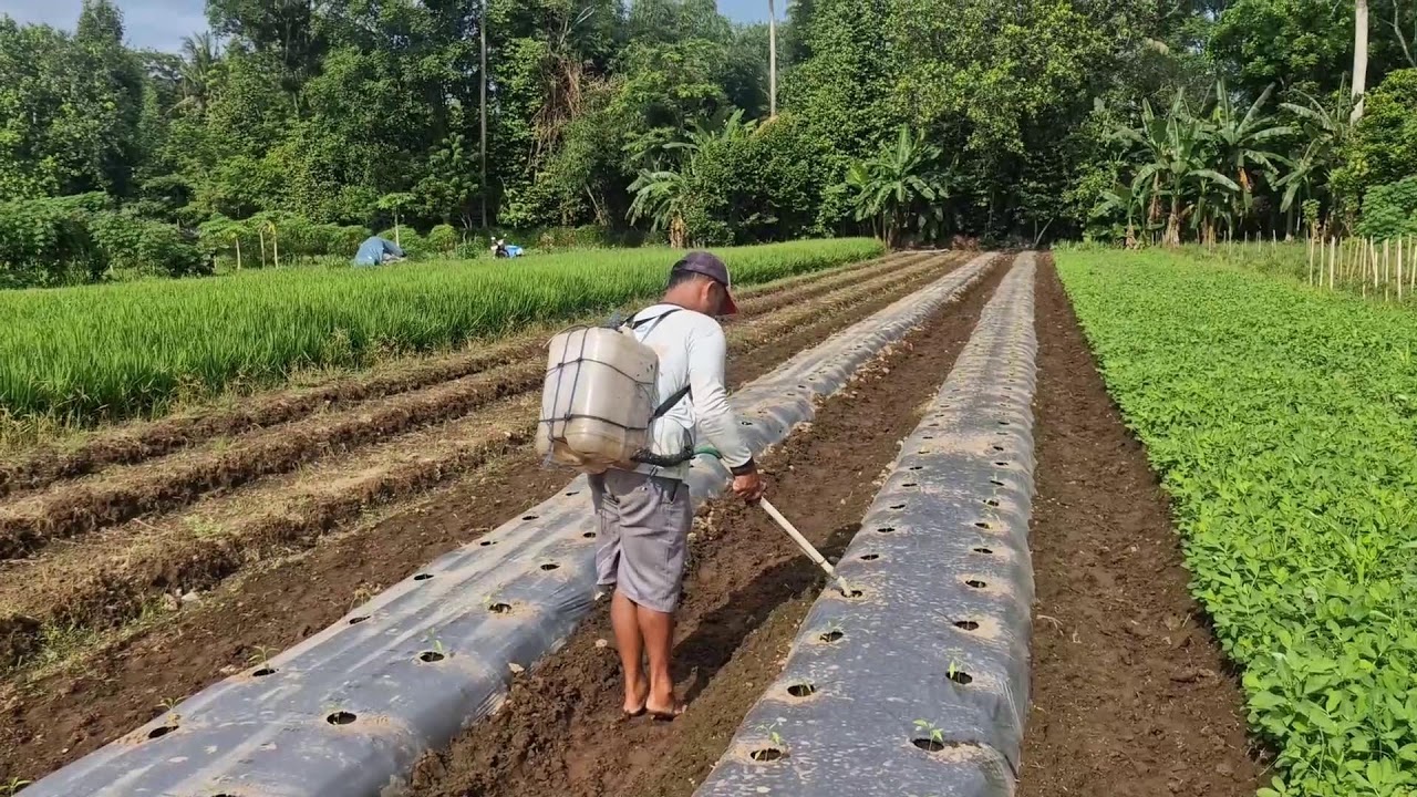 PROVEN FARMER MIXED FERTILIZER STRATEGY FOR HIGH YIELD CURLY CHILI FARMING!-farmer tips
