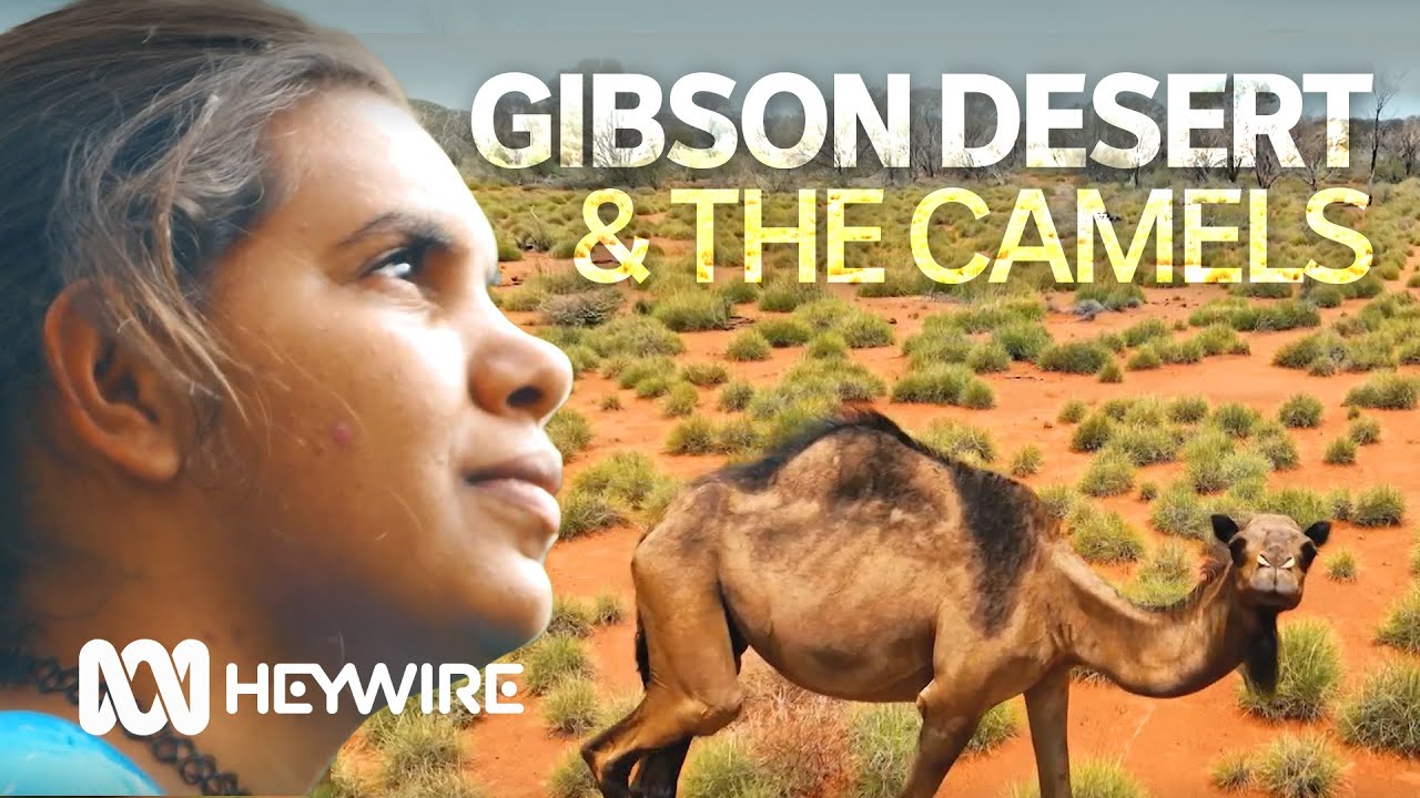 Life in the bush is great, but camels are destroying precious country | Heywire | ABC Australia