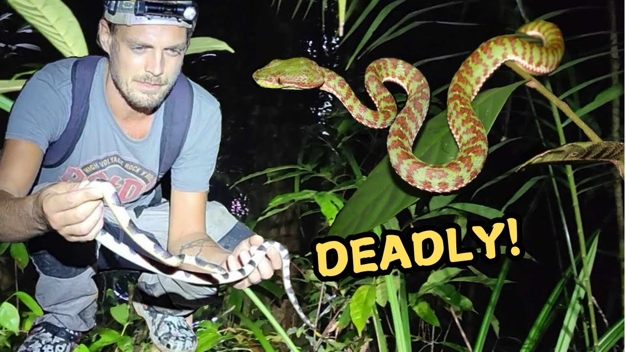 Phuket is Literally Crawling with Snakes!