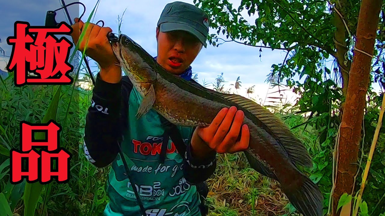 吃了一條惡名昭彰的魚，味道超讚有如「世間的溫暖」！！