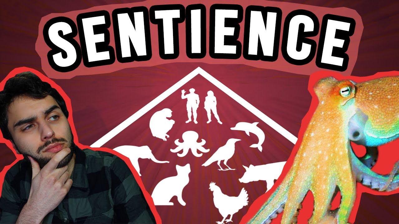 Are Humans The Most Sentient Animal? | The Dimensions of Animal Consciousness