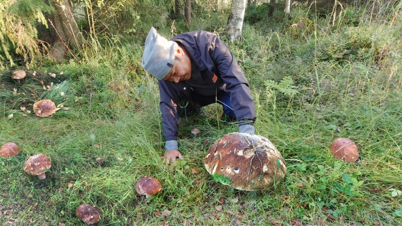 MUSHROOM FORAGING!!! PICKING FOR ORDERS!!! FUNGHI PORCINI. KING BOLETE. CEP. PORCINO.