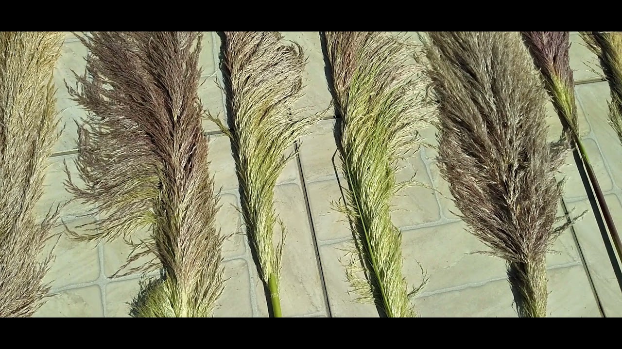 DIY- processo inicial para desidratar capim dos pampas