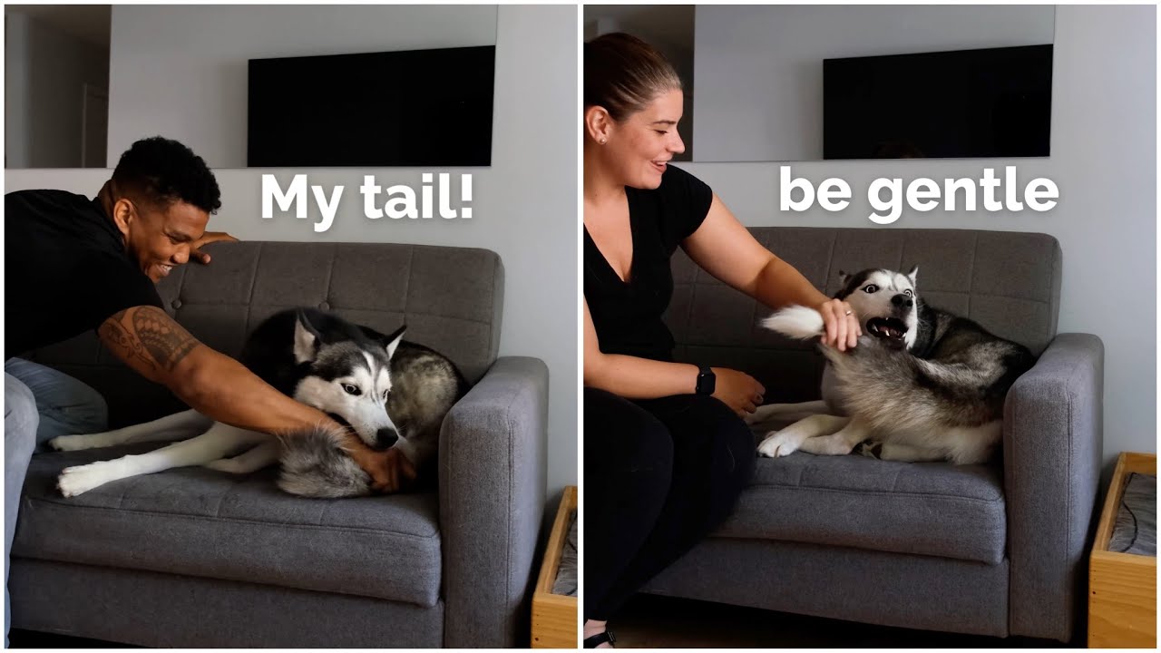 THIS is what happens when you TOUCH your dogs TAIL