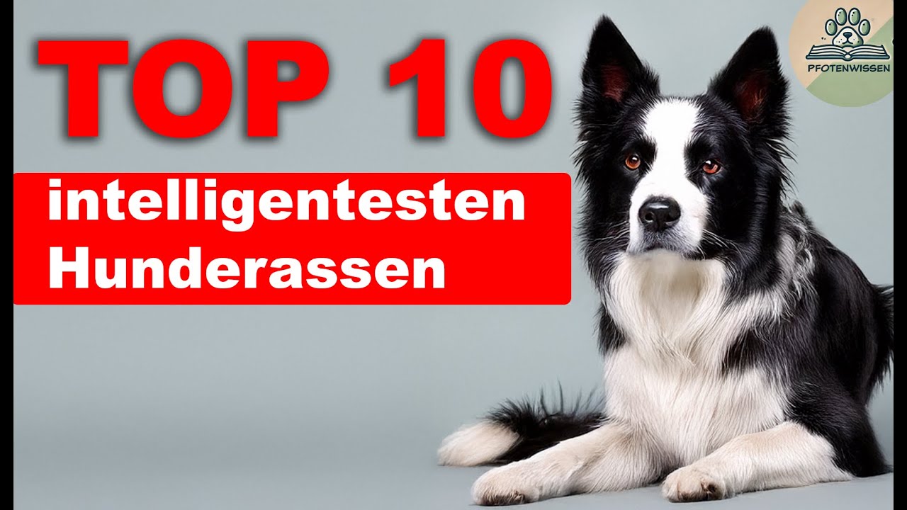 Die 10 intelligentesten Hunderassen 🐾 | PfotenWissen