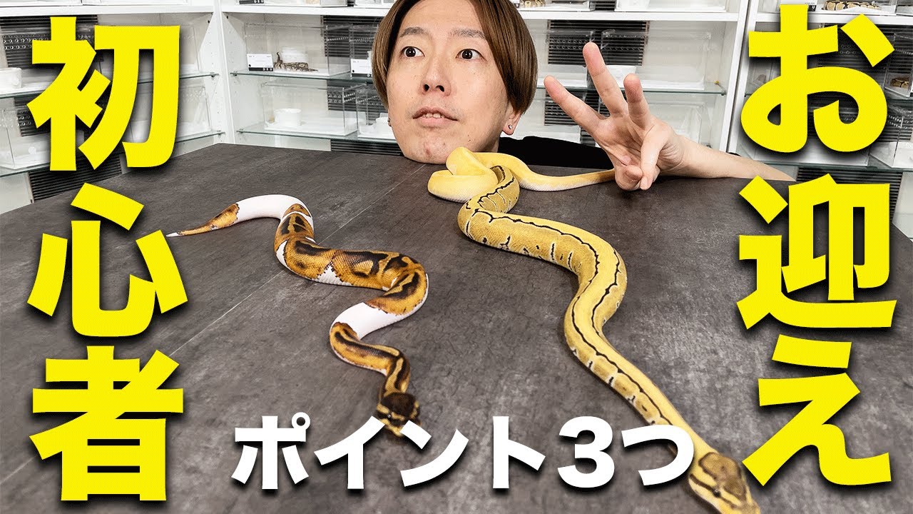 【初心者見ろ！】ボールパイソンお迎え時の目利きポイント3つ