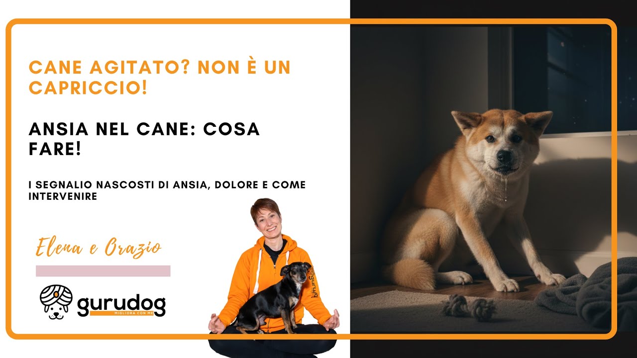 Cane Agitato?I Segnali Nascosti di Ansia, Dolore e Come Intervenire