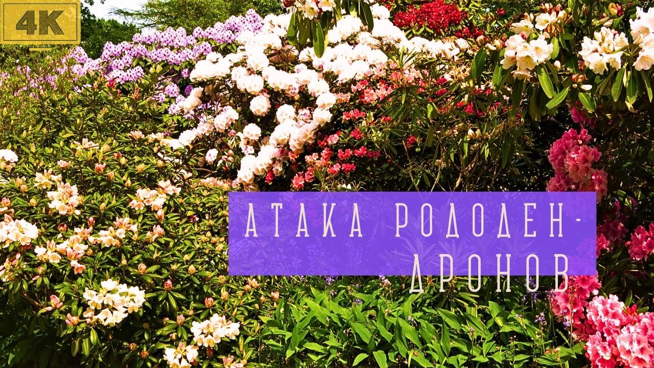 Охота на Рододендроны в голландском саду. С названиями растений. 4К прогулка. Trompenburg. Цветы