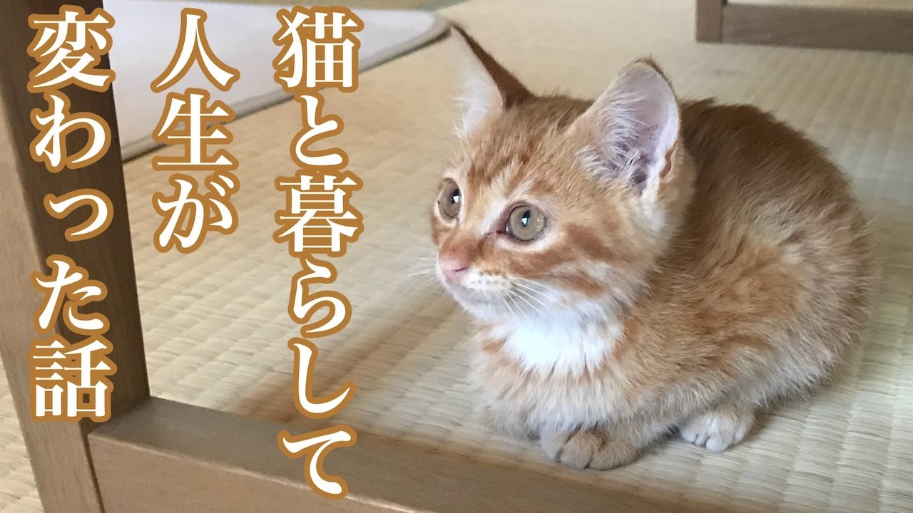 猫と暮らして人生が変わった話　うちの子になってくれてありがとう