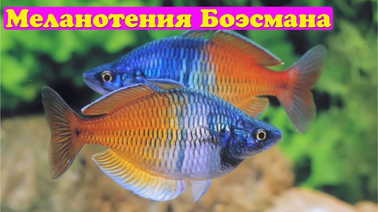 Меланотения Боэсмана - Melanotaenia boesemani
