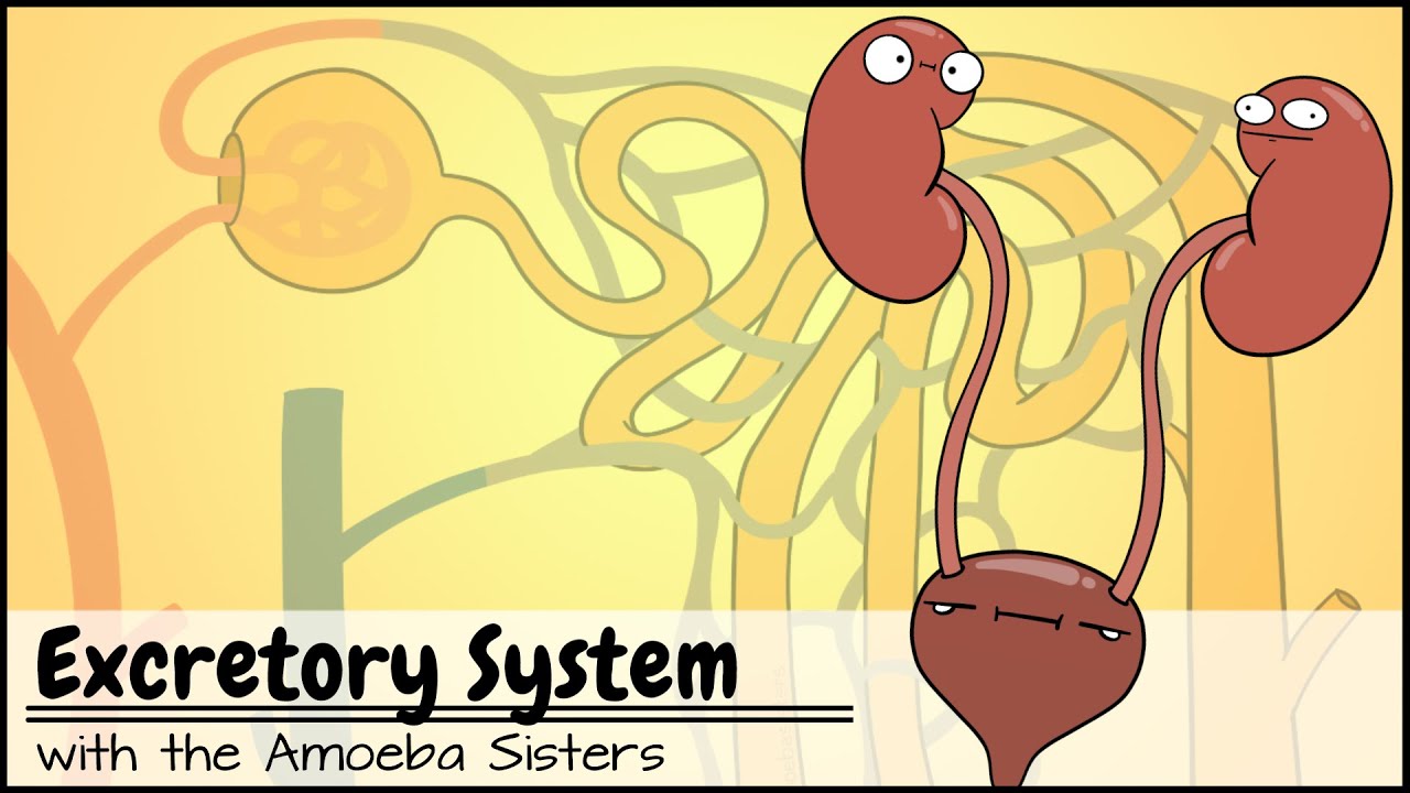 Excretory System and the Nephron