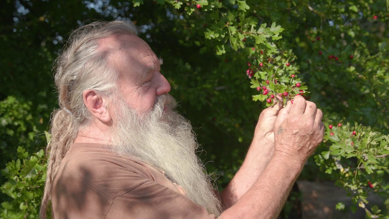 Der Weißdorn - Das wichtigste Herzmittel der Natur