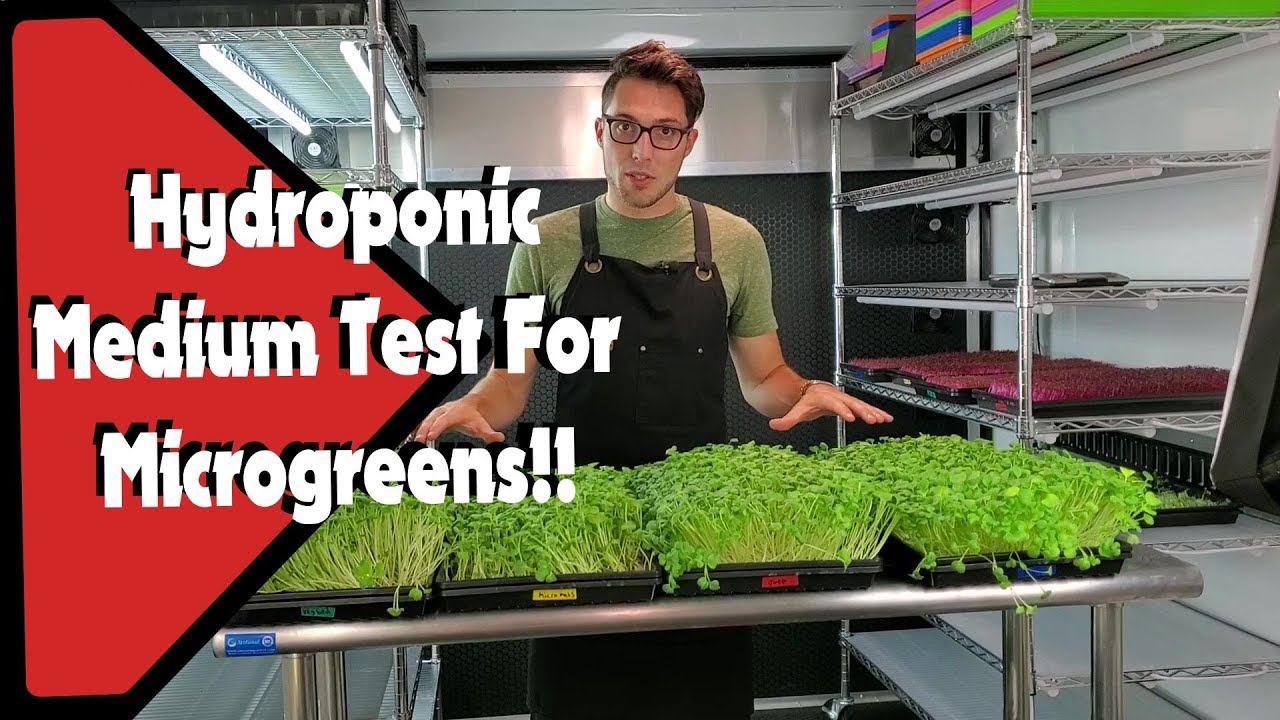 4 Hydroponic Mediums on Daikon Radish Microgreens &mdash; Which Is Best?