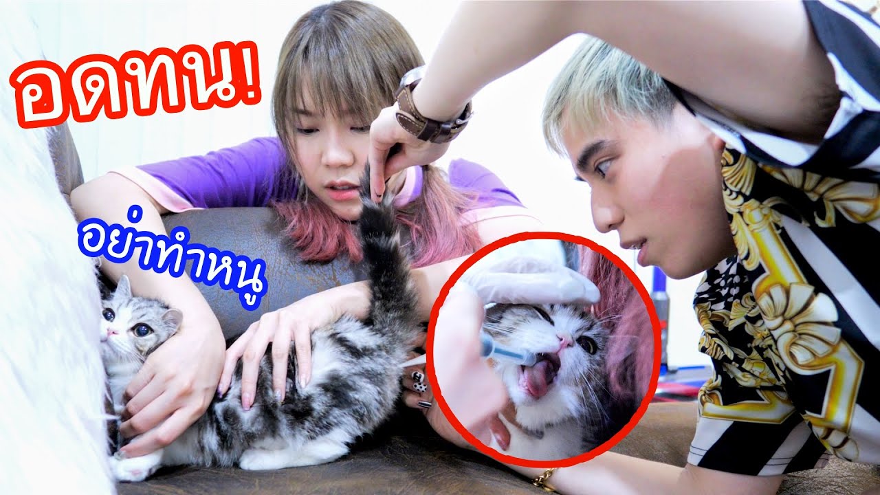 1 วันกับแมว 200,000 บาท! ตั้งแต่ป่วย! วันๆทำอะไรบ้าง?