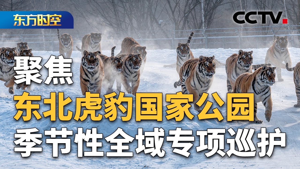 寒冬之后的又一个春天 国家公园全域专项巡护：怎么巡？如何护？| CCTV「东方时空」