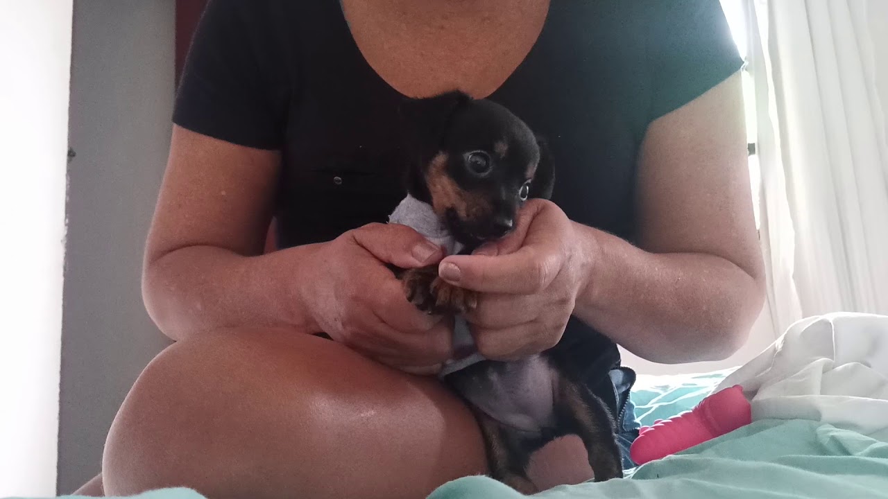 pinscher....filhote bravo
