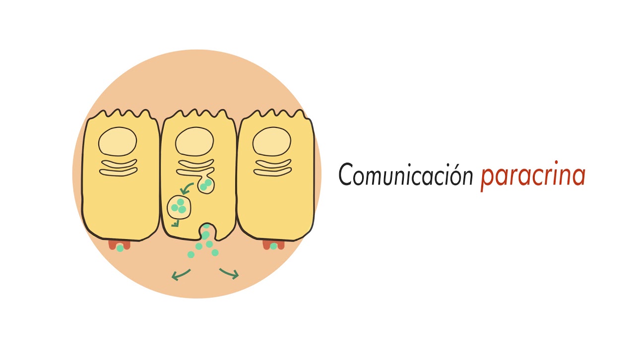 Comunicación endocrina