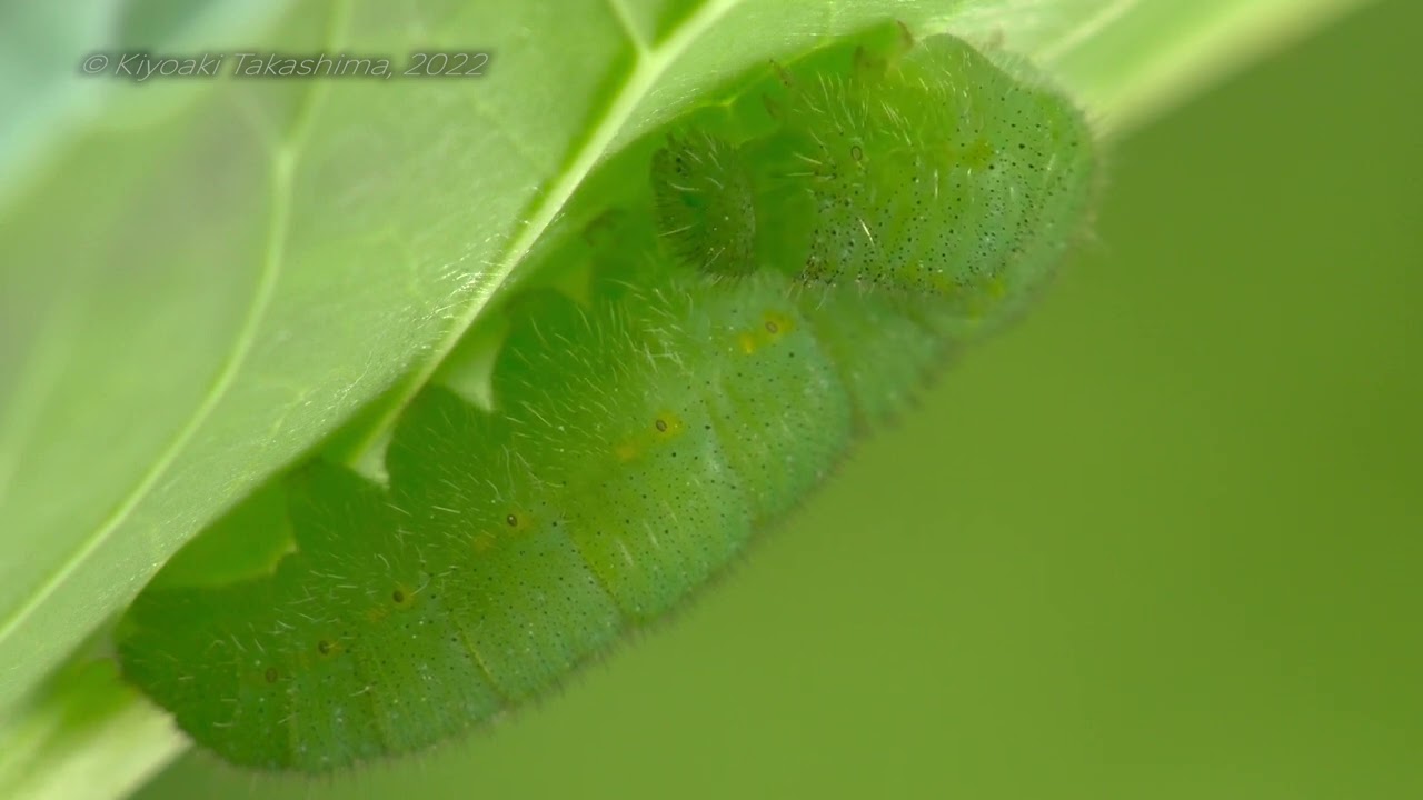 【GH6 4K60P】モンシロチョウ幼虫　糸玉づくり＆糸掛け【HDR】