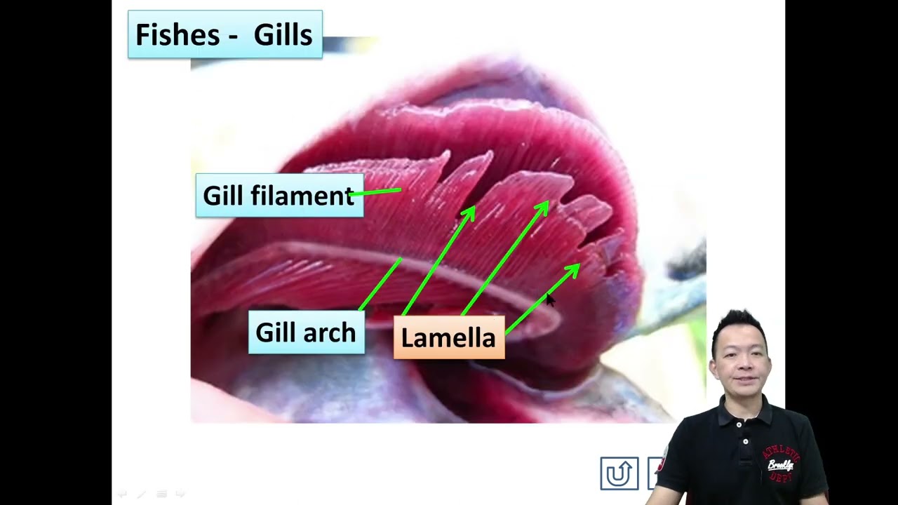 Form 3 Science Chapter 2 Fish Gills Respiratory System