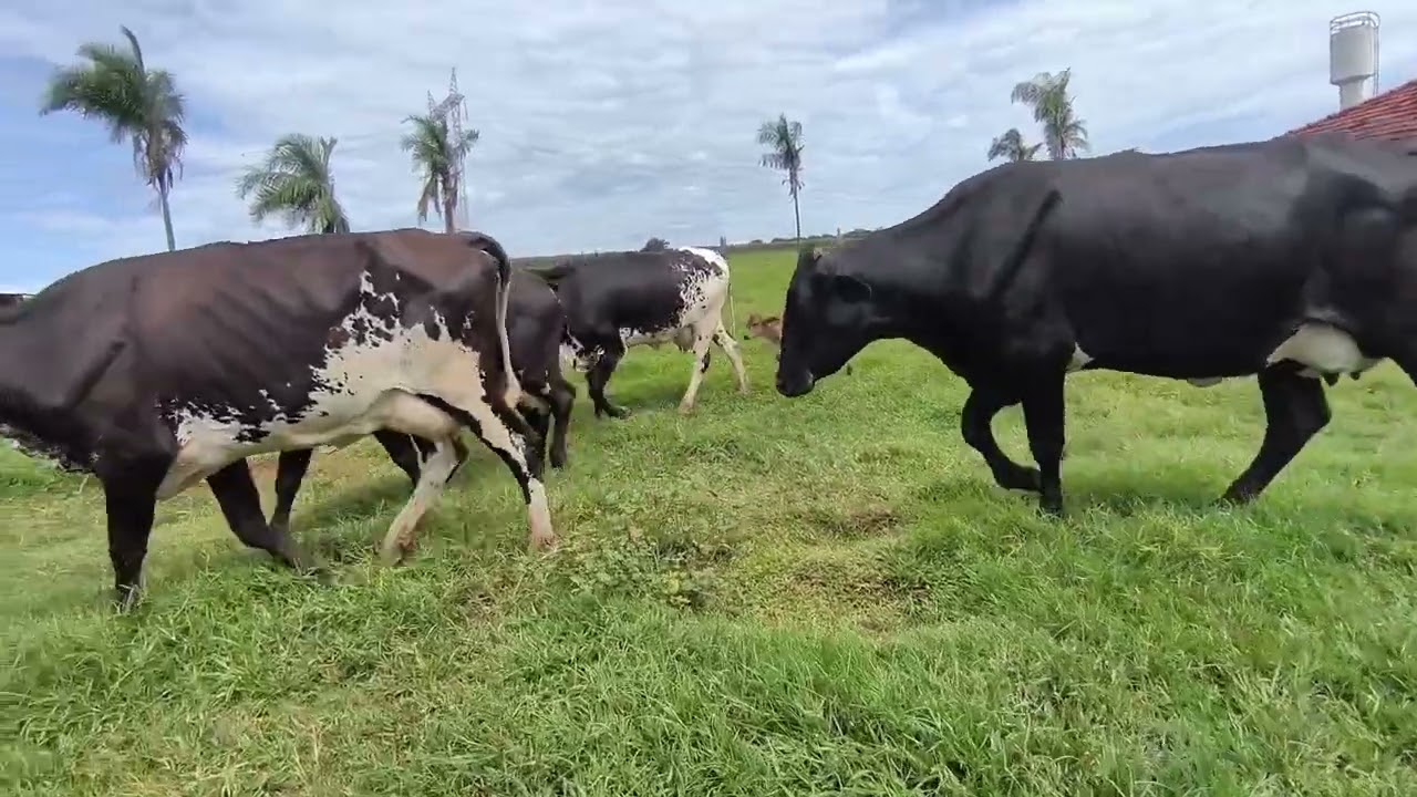 promoção  de vaca leiteira  35 vaca por apenas 268.00 mil reais 