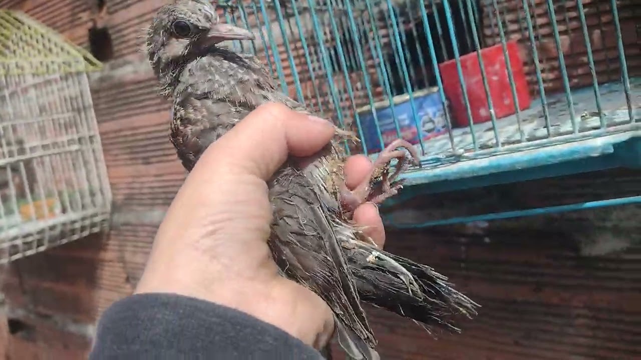Mostrando mis pájaros 