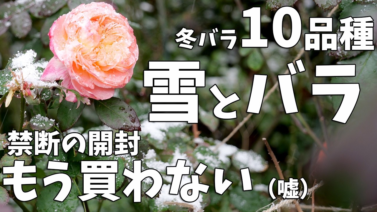 【冬バラの真髄】雪の中で凛と咲く10品種。冷気が引き出す真の色味と、3月の修羅場に届いたフランスの誘惑。ドミニク・マサド他3苗開封！