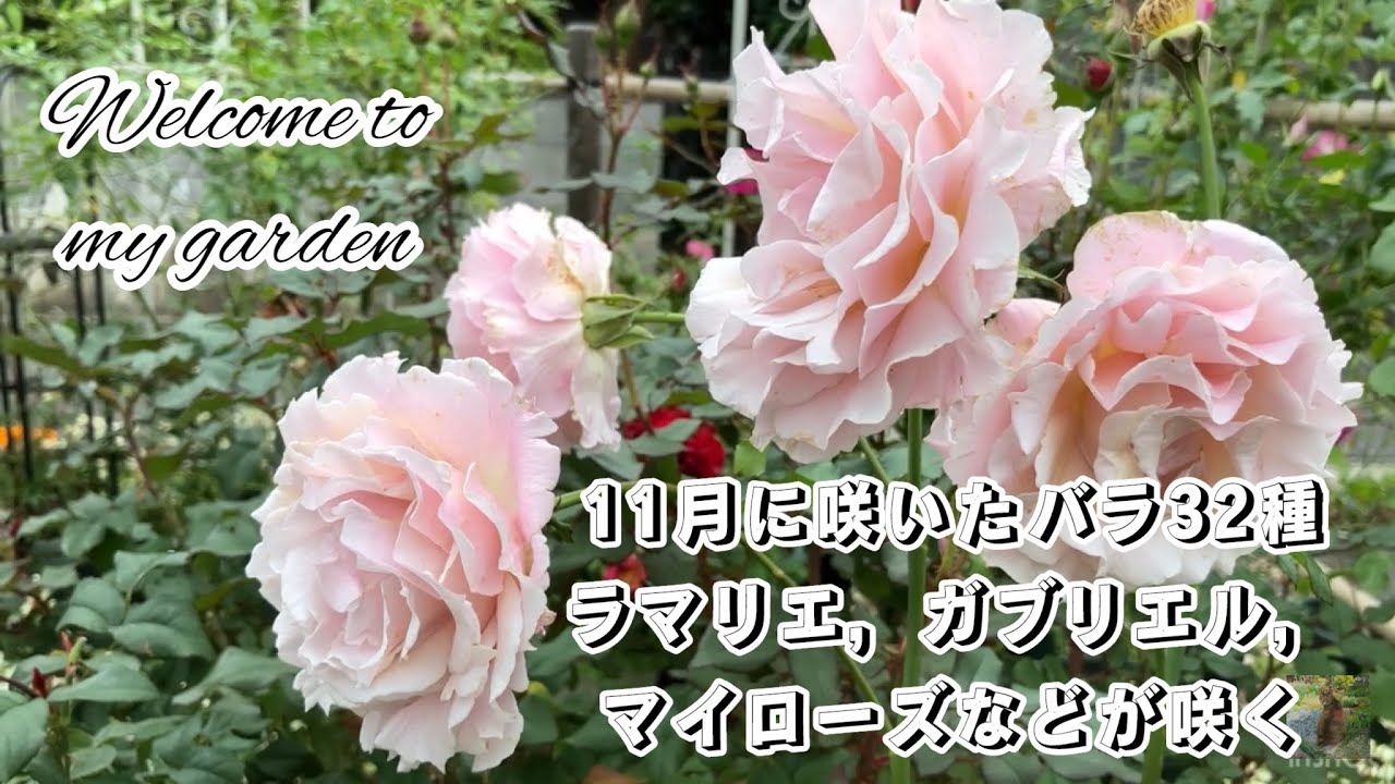 11月に咲いた秋バラ32種【ロサオリエンティス，河本バラ園，コルデスなどのバラ特集】