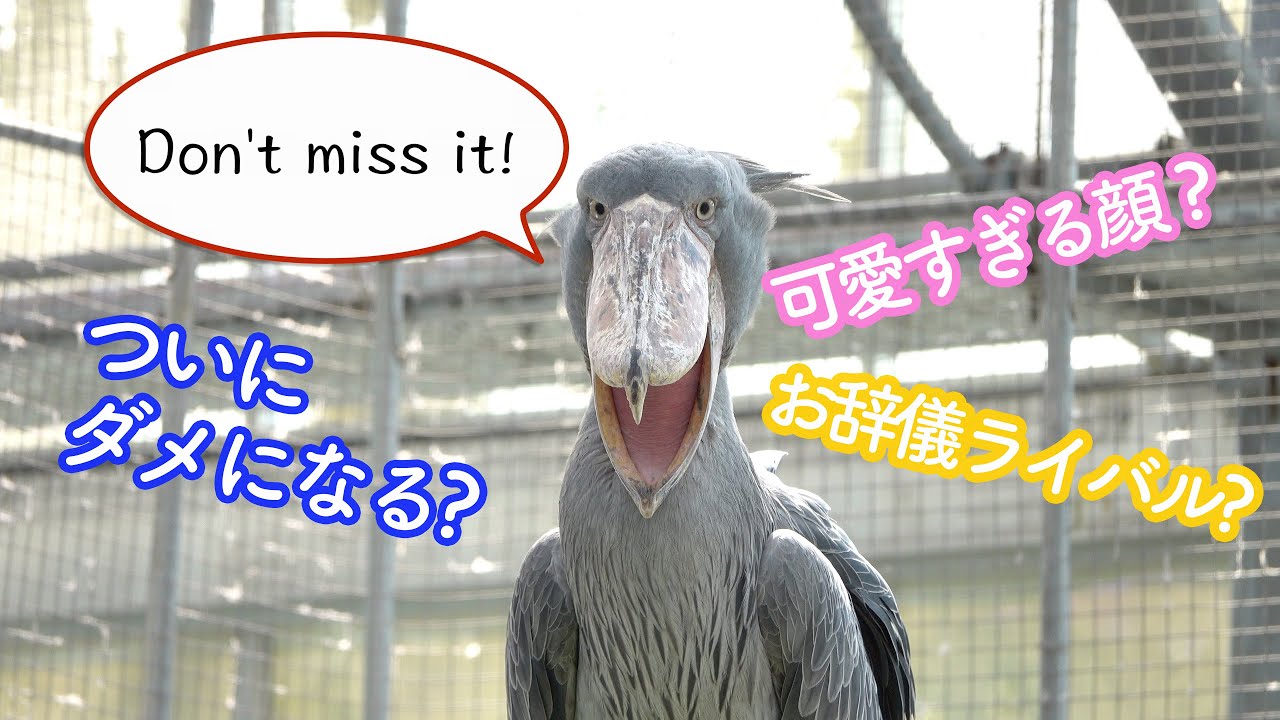 【見逃し厳禁】ハシビロコウのふたば、ついにダメになる!?ちょっと珍しいシーン色々!オオハシの店員さんも!【夏のふたば2021】Summer Futaba 2021-8